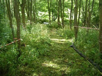 Forth Replacement Crossing Ground Investigations